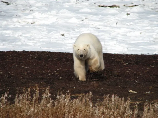 polar bear walking across a patch of kelp