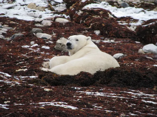 polar bear resting in sea weed