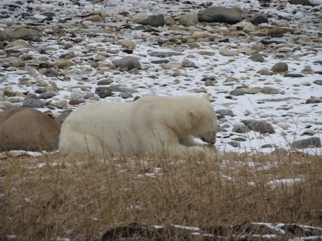 polar bear snacking on some grass and kelp